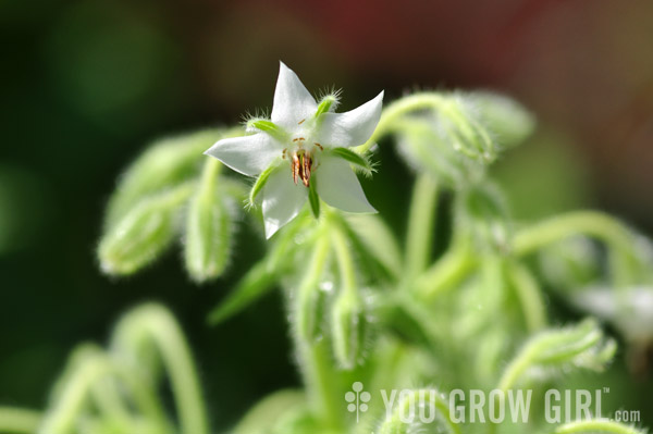 White Borage