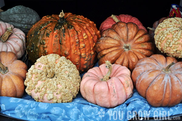 Winter Squash and Pumpkins