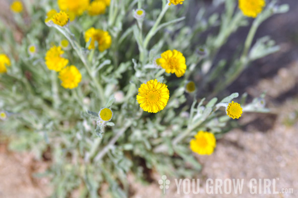 woolly marigold