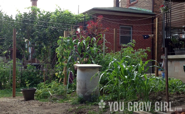 Urban Garden