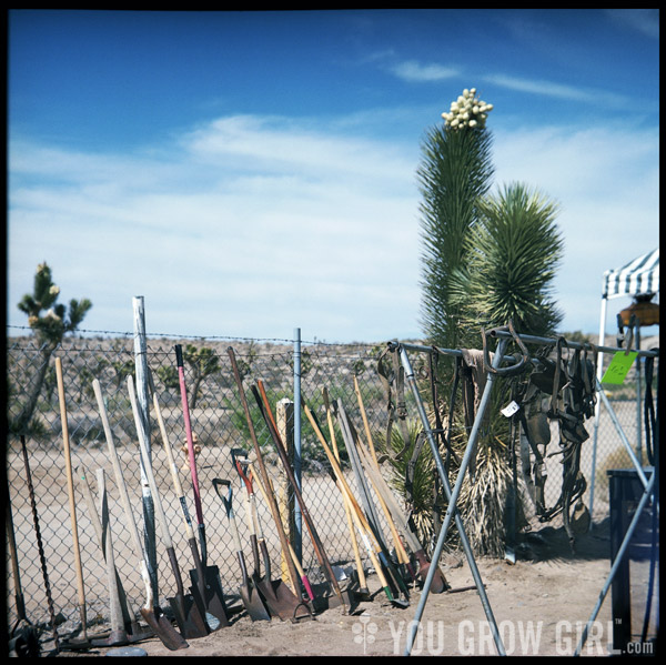 Yucca Valley