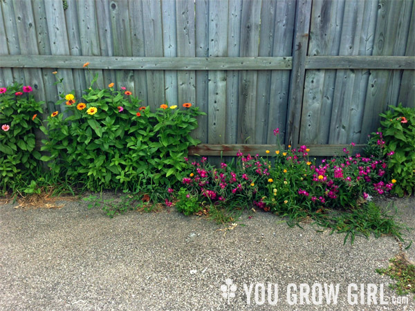 zinnias_parkinglot